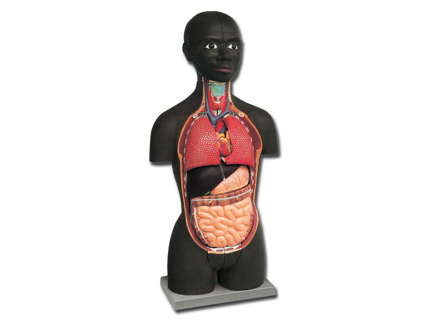 macheta/manechin didactic mini torso african 16 piese