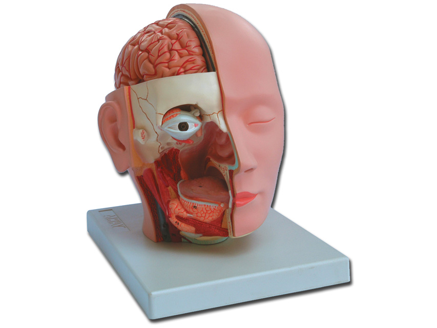 macheta/manechin didactic cap 4 piese