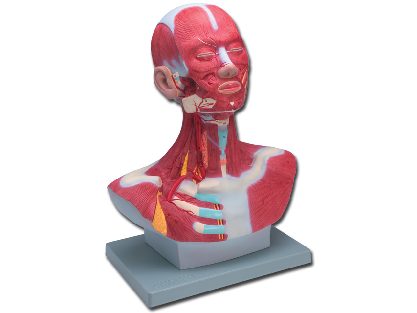 macheta/manechin didactic musculatura cap/gat 1x