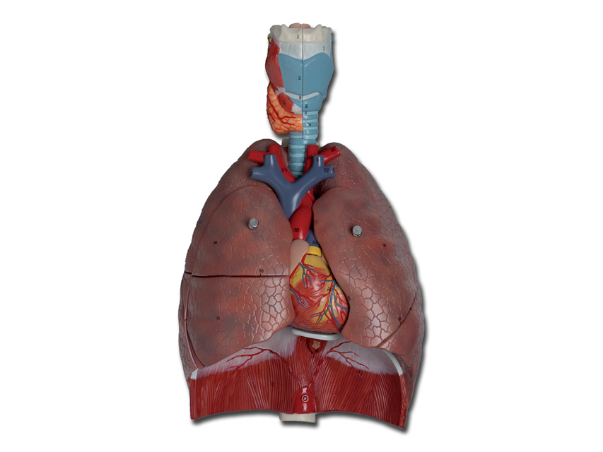 macheta didactica sistem respirator 7 piese
