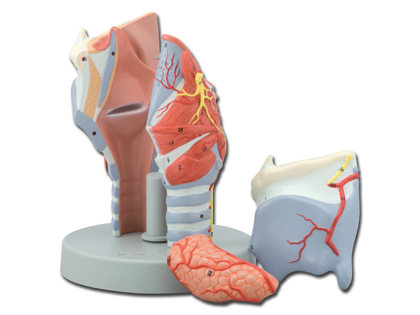 macheta didactica larynx 5 piese 2x