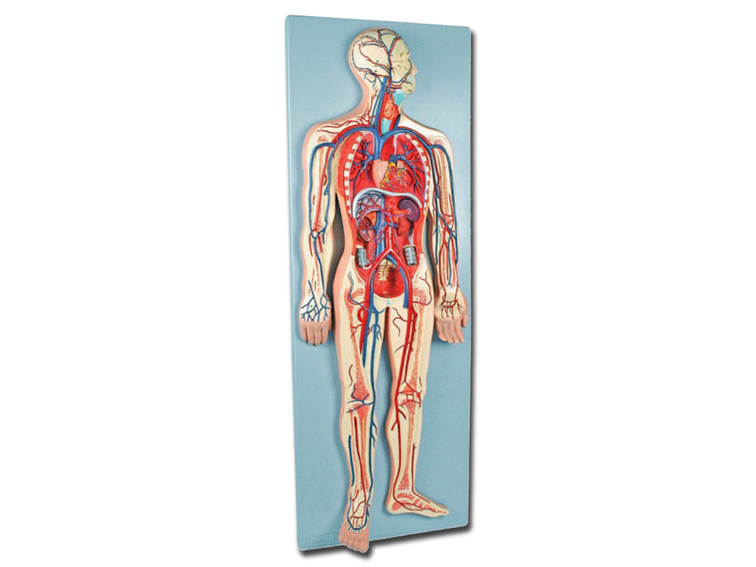 macheta didactica sistemul vascular 2 parti 0. 5x
