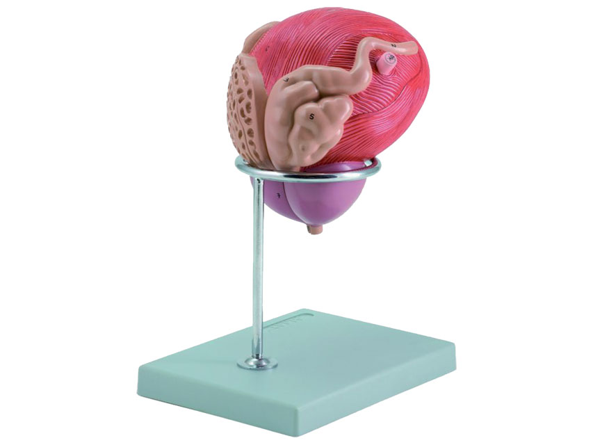 macheta didactica vezica urinara masculina cu prostata