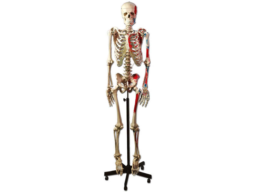 macheta didactica schelet muscular uman