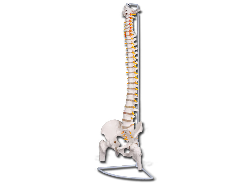 macheta didactica value colona vertebrala flexibila cu capete femurale