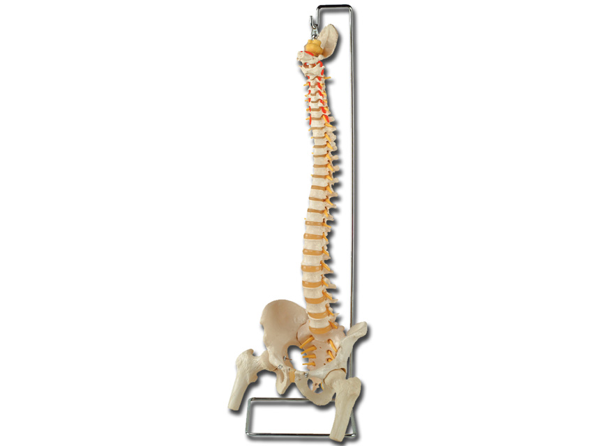 macheta didactica colona vertebrala flexibila cu capete femurale