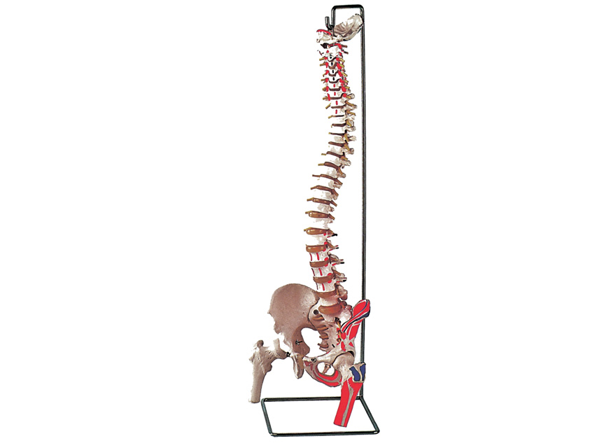macheta didactica colona vertebrala flexibila cu capete femurale + muschi