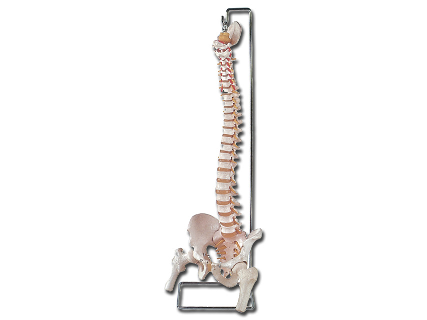 macheta didactica colona vertebrala flexibila cu capete femurale + sacrum deschis