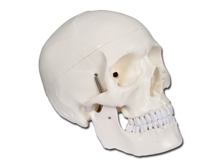 macheta didactica craniu uman value 1x 3 piese