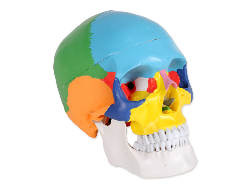 macheta didactica craniu uman value 1x 3 parti colorat