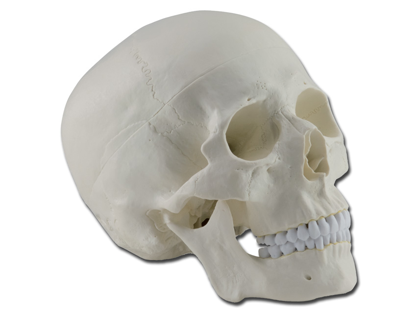 macheta didactica craniu uman 1x 3 piese