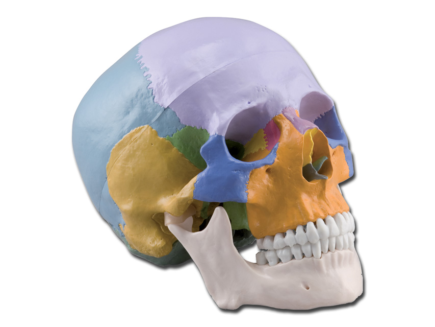 macheta didactica craniu uman 1x 3 parti colorat