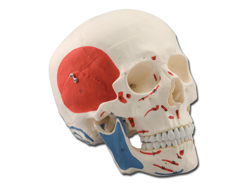 macheta didactica craniu uman 1x 3 parti muscular