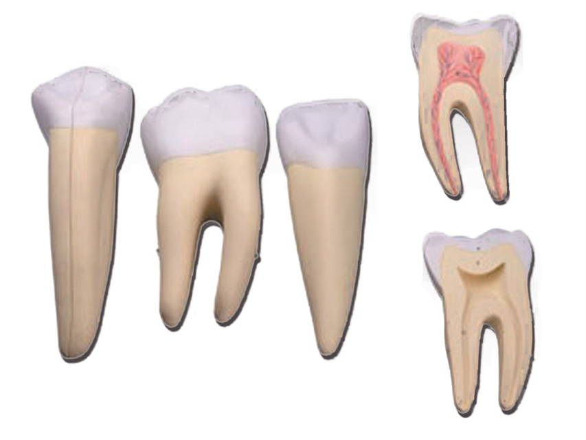 macheta didactica set 3 dinti: incisiv, canin, molar 5 parti 10x